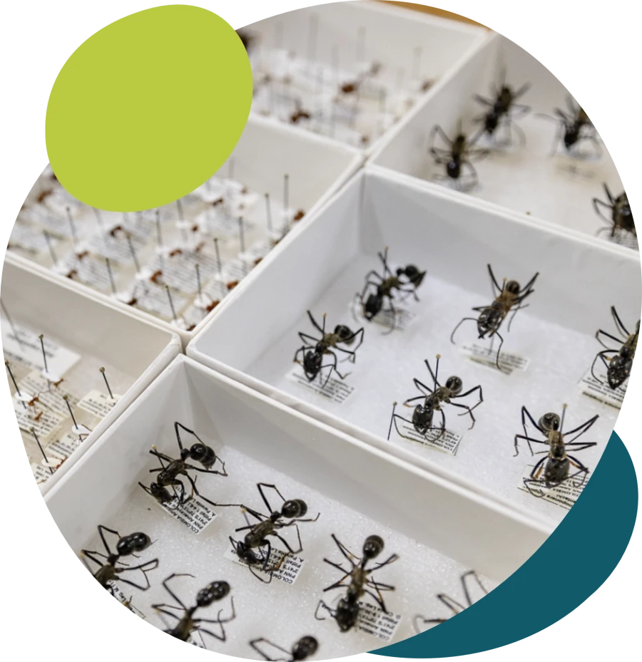 insectos de coleccion en mueble