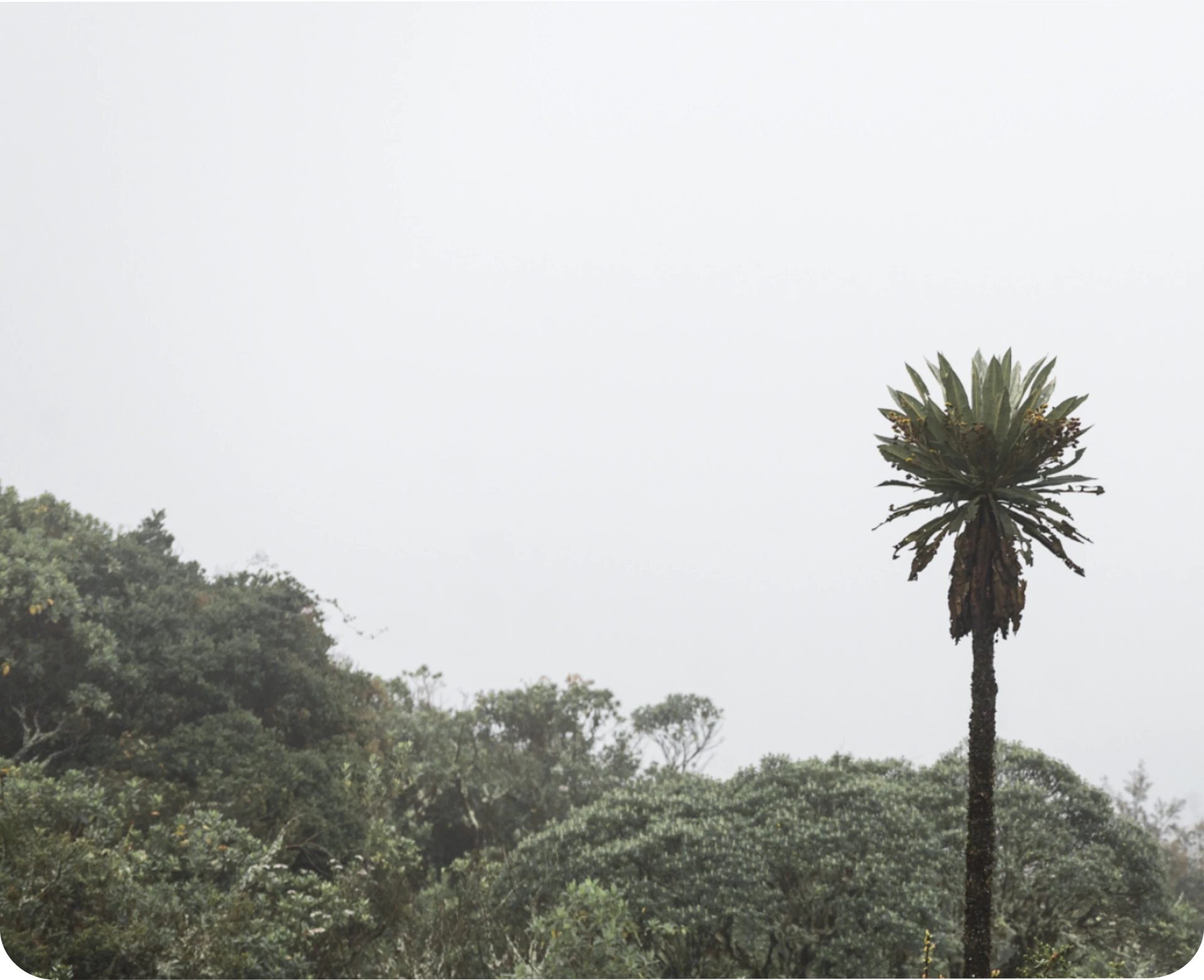 cocora