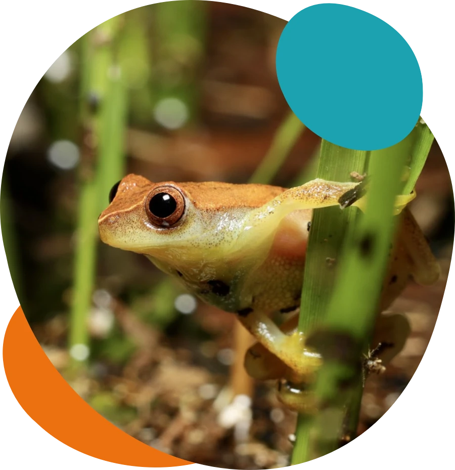 rana decorativa